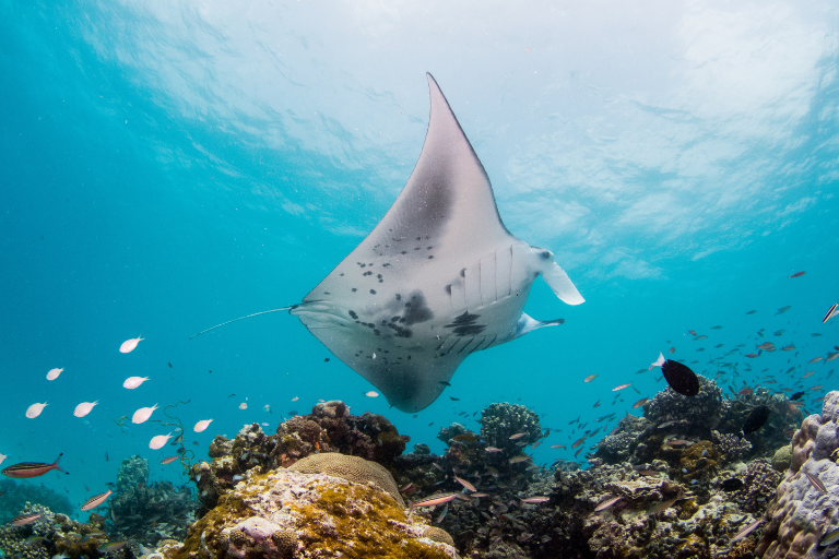 InterContinental Maldives Maamunagau Resort Manta Trust Diving
