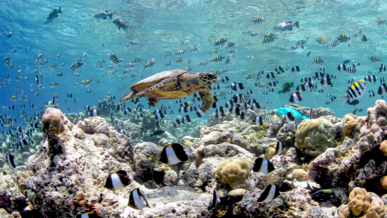 Anantara Kihavah Maldives Turtle Quest