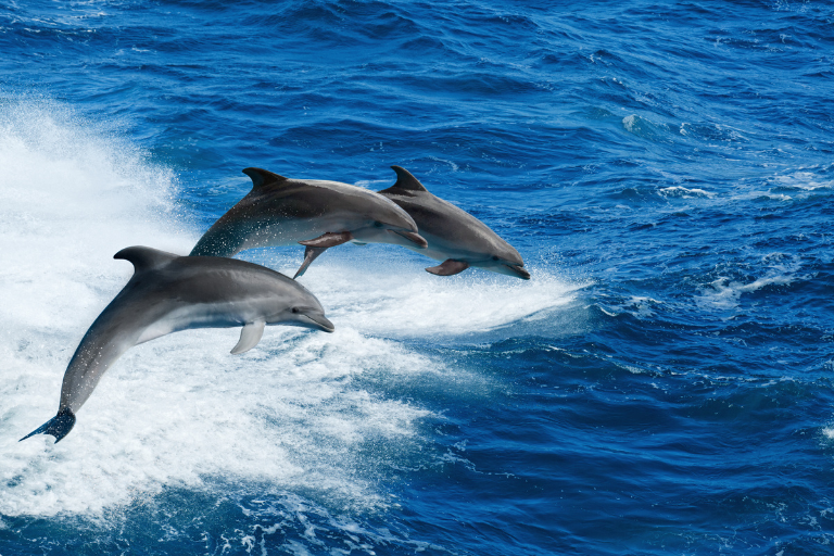 Avani + Fares Excursion - Dolphin Cruise