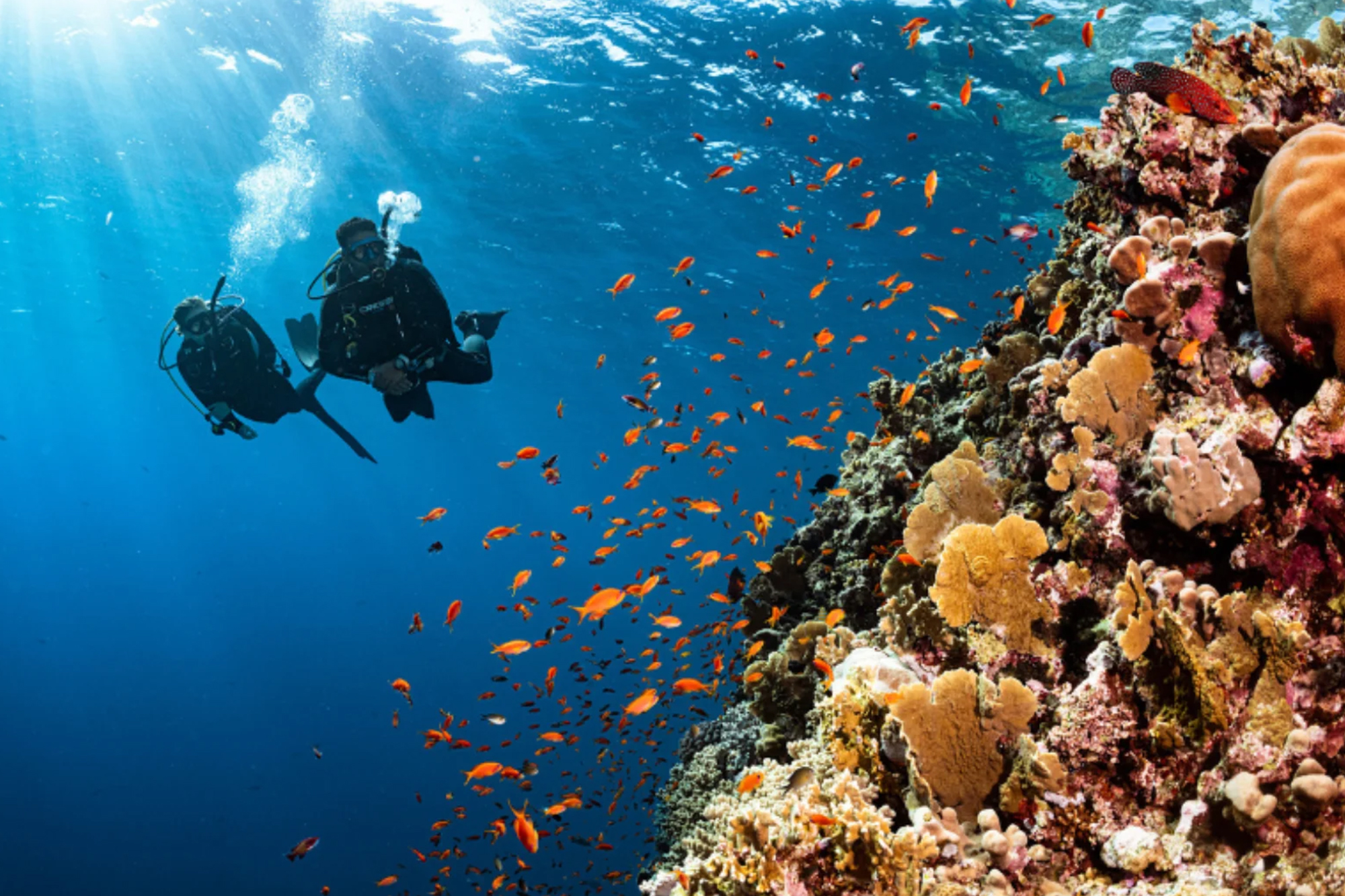 Avani + Fares Maldives - Diving