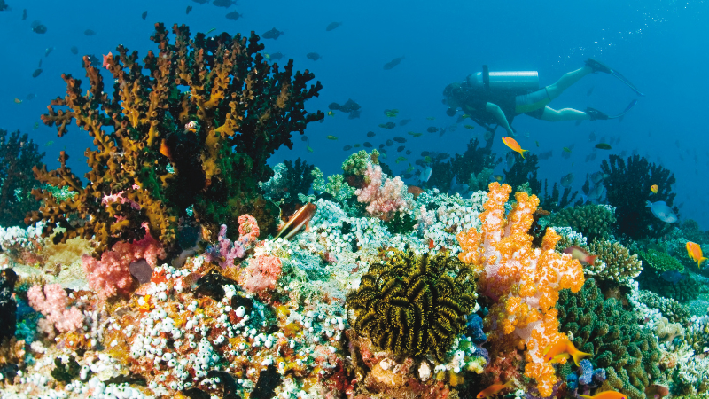 Baros Maldives Diving Reef