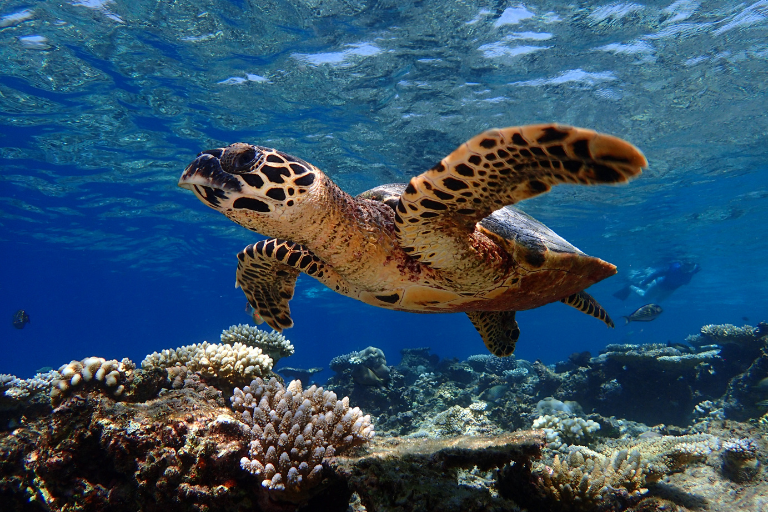 Baros Maldives Diving Turtle