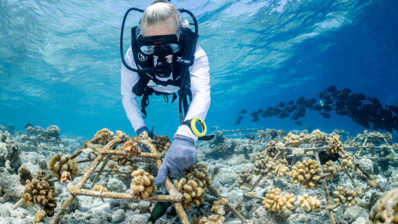COMO Cocoa Island Coral Propagation Programme