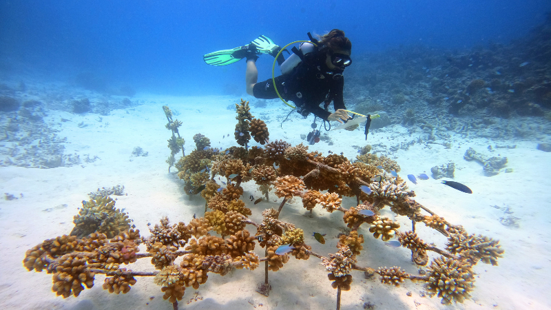 Conrad Maldives Rangali Island Coral Regeneration Program