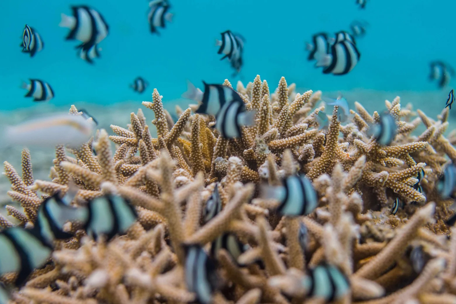 Niyama Private Islands Maldives Placeholder Image