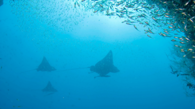 Dusit Thani Maldives Reef