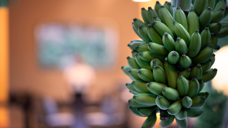 Emerald Maldives Resort & Spa bananas