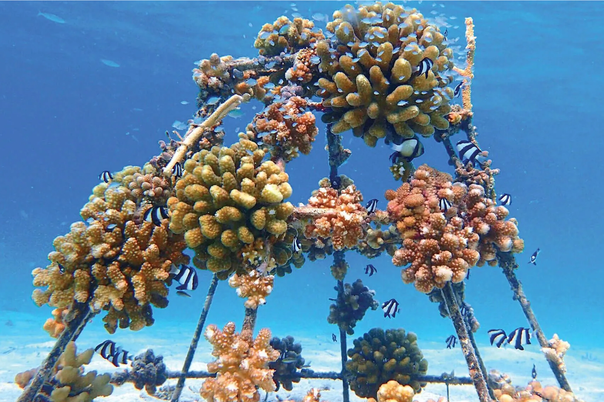 Huvafen Fushi - Coral Adoption