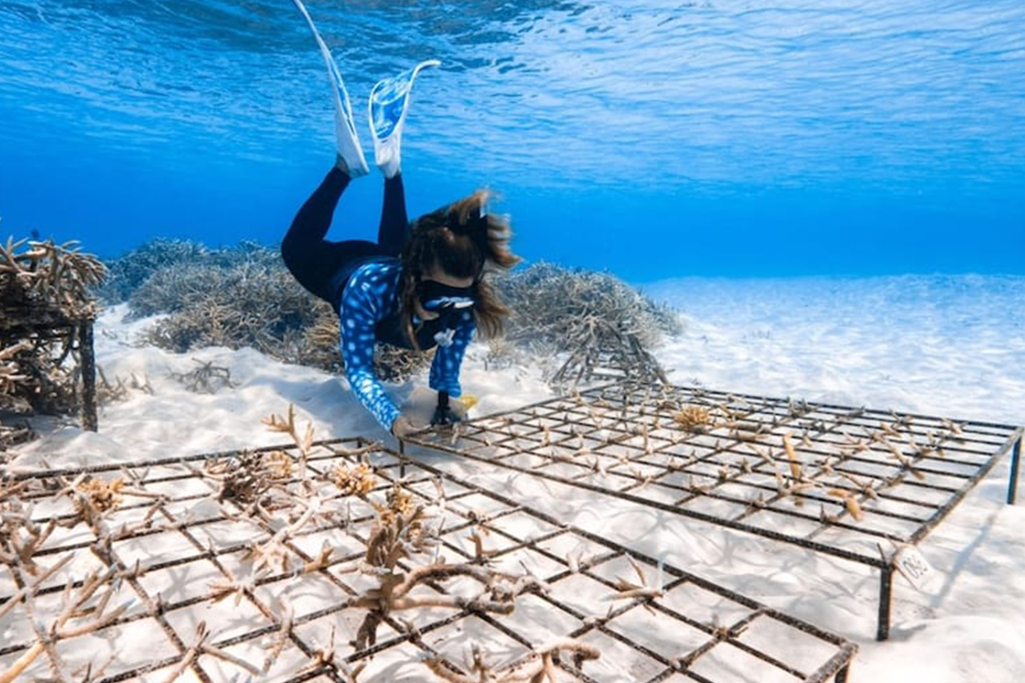 Naladhu Private Island - Coral Restoration – Long-term Biodiversity Project