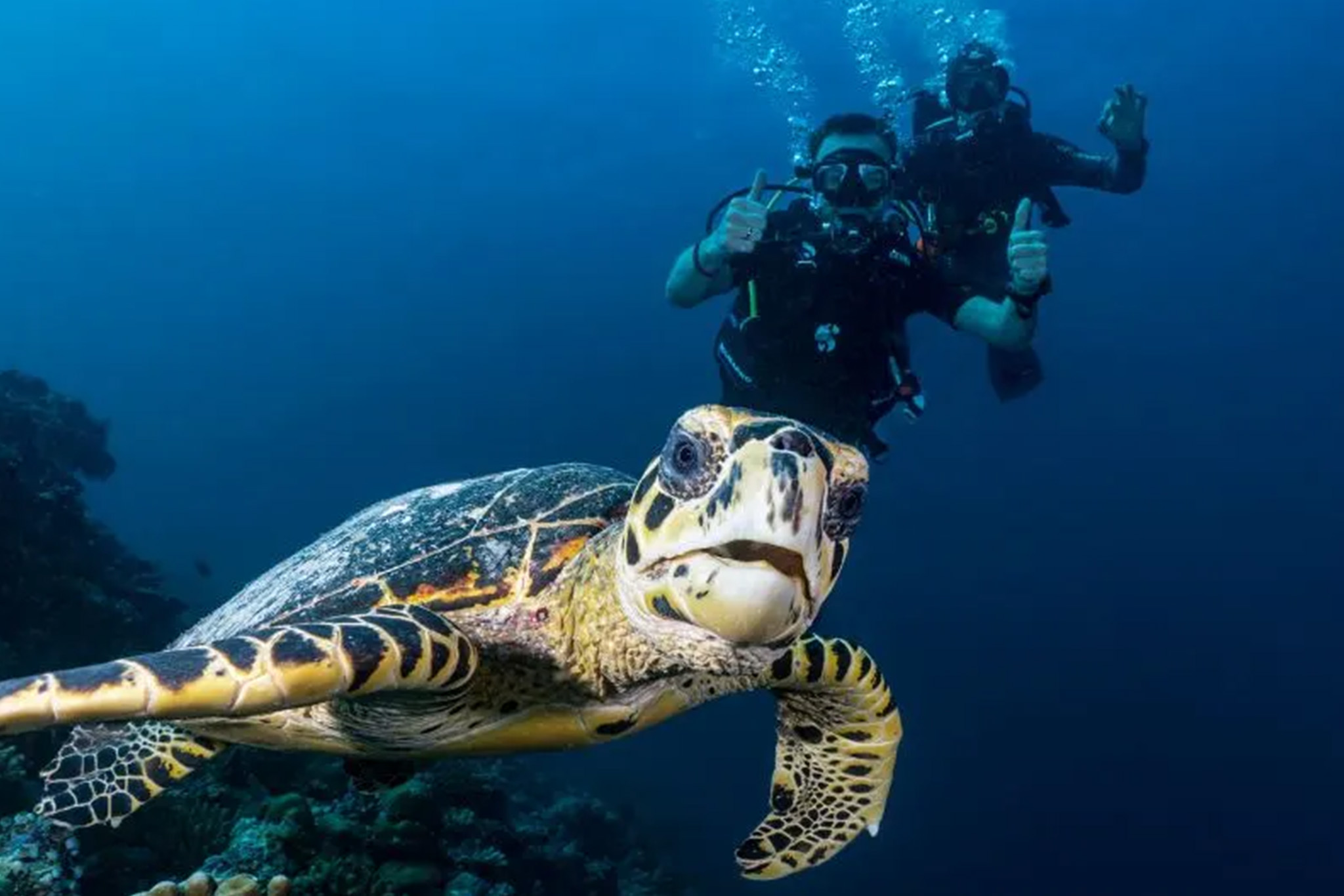Niyama Private Islands - Snorkelling