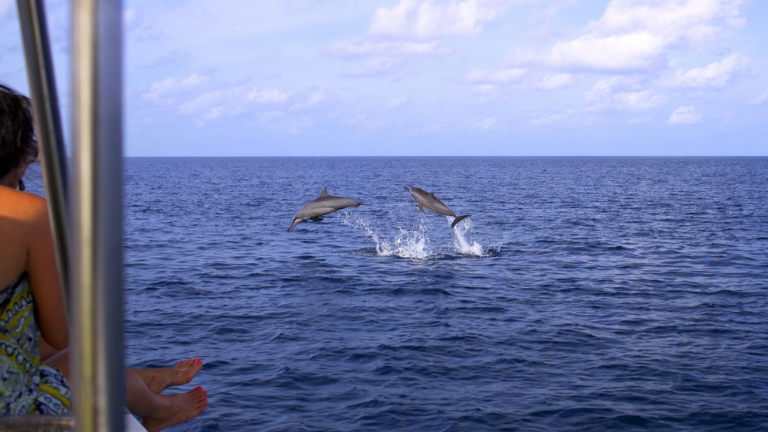Six Senses Laamu Dolphin Cruise Experience