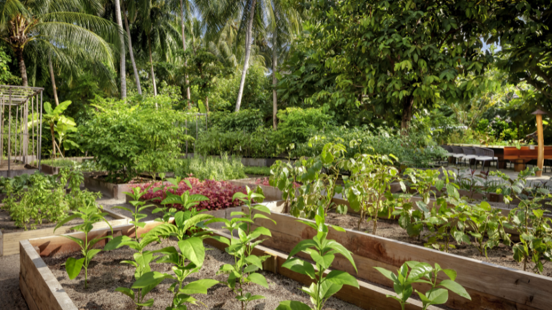 The St. Regis Maldives Vommuli Resort Herb Garden