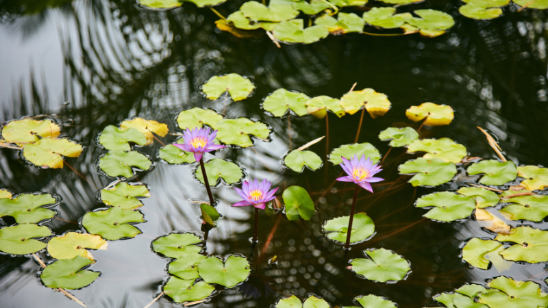 Sun Siyam Iru Fushi water lily pond