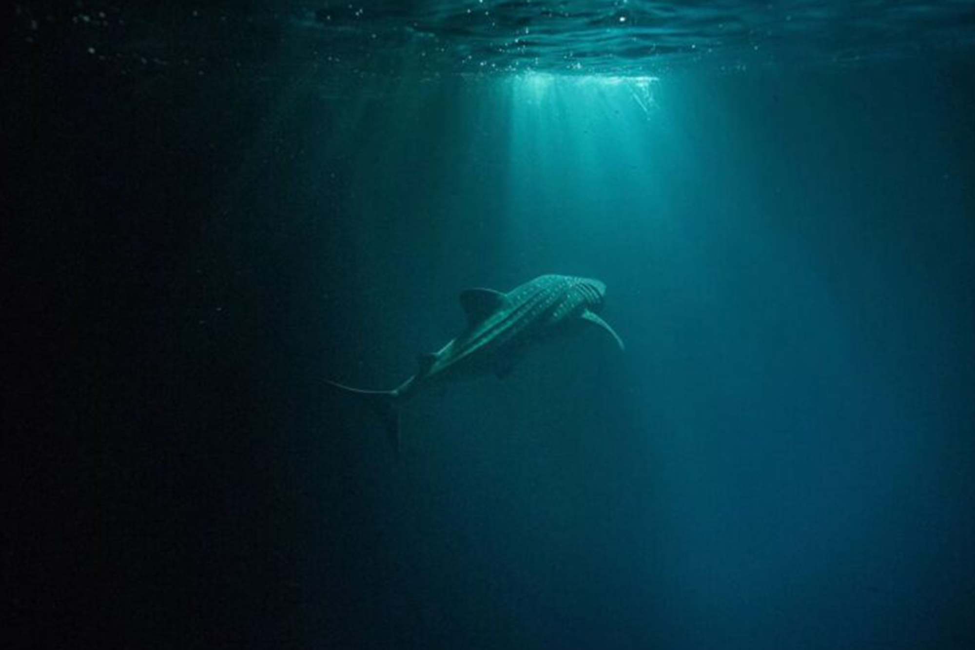 The Halcyon_0002_Whale Shark Encounter Raffles Maldives Meradhoo Resort aerial