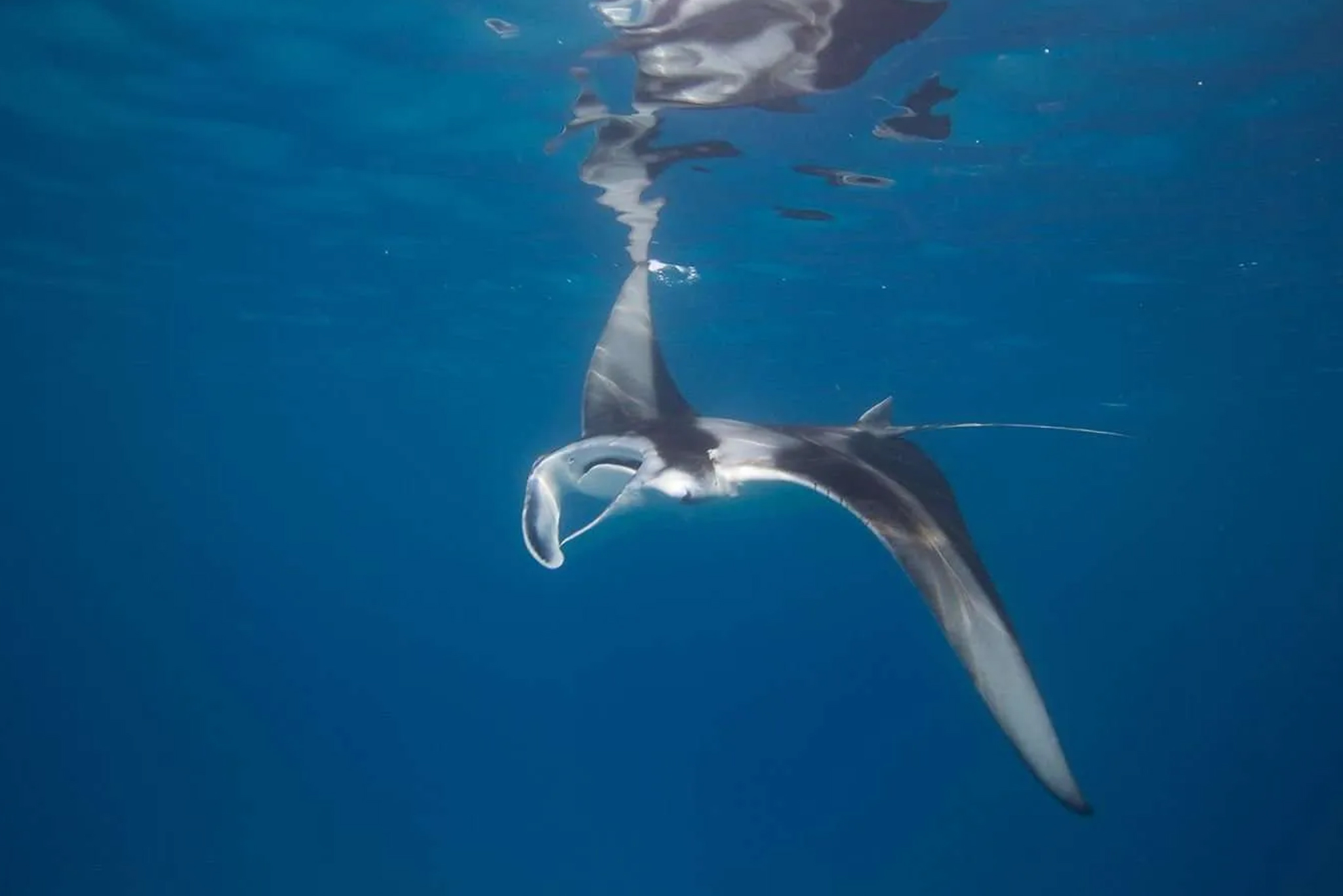 Hurawalhi Island Resort - Marine Biology