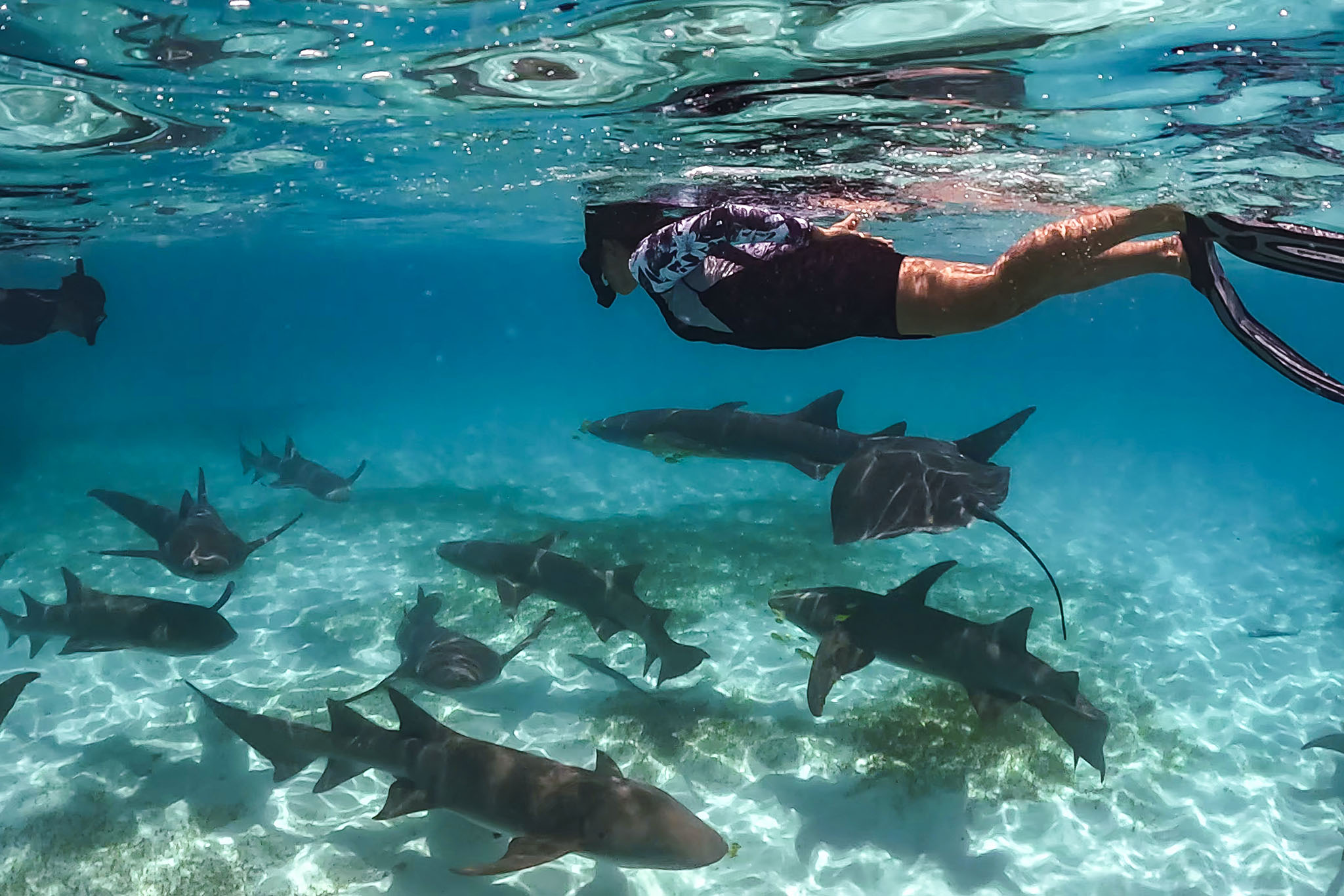 Six Senses Kanuhura.-Shark snorkeling