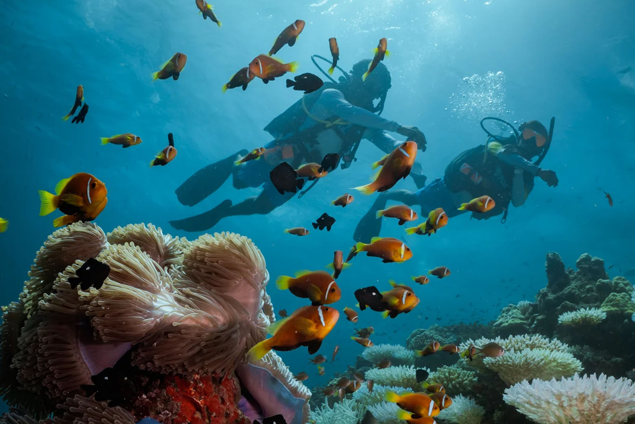 Six Senses Laamu - Coral Reefs