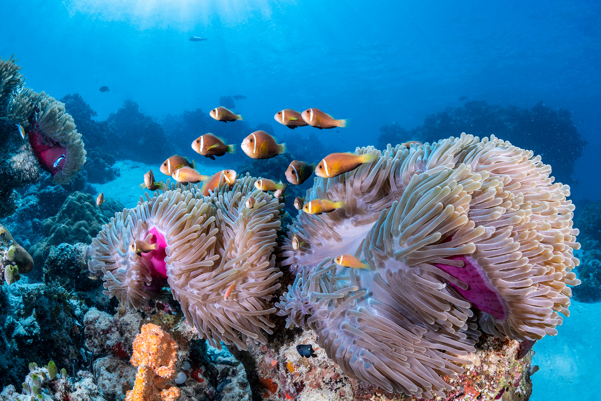 COMO Maalifushi - Maldivian_Clownfish